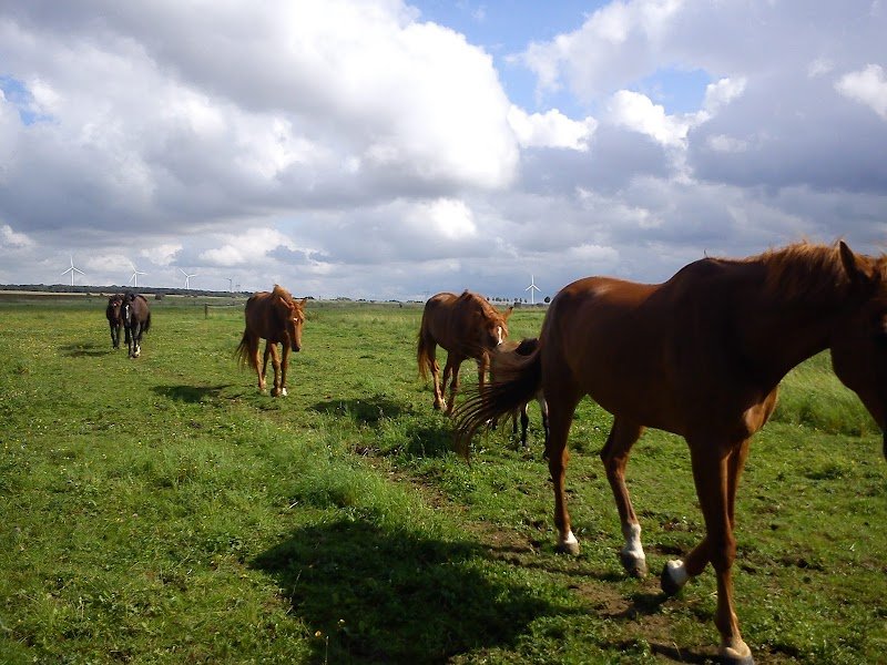 Écurie active Sabots Libres - photo 2