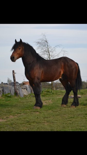 Écurie Rigaux - photo 1