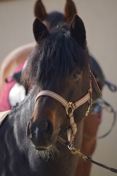 Ecuries des Roseaux - photo 2