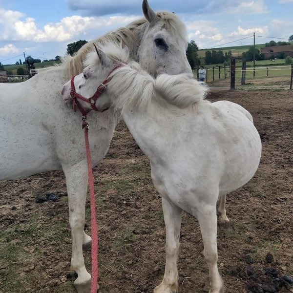 Écurie de la Colline - photo 3