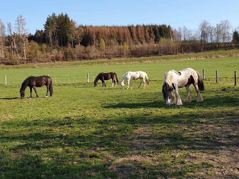 Ecurie de Colanhan - photo 2
