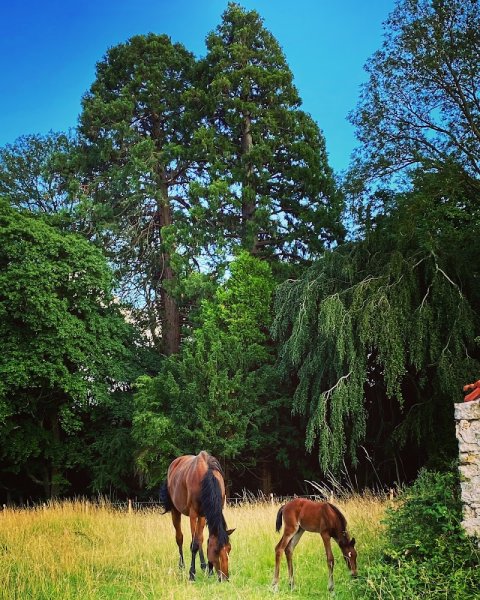 Écuries des Séquoias - photo 1