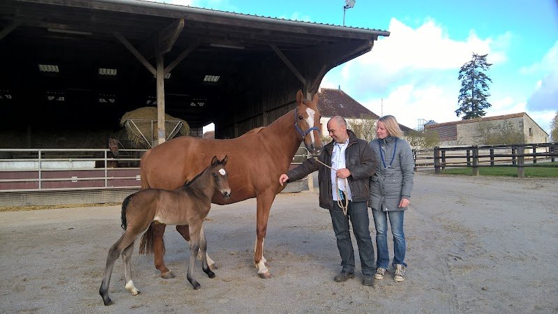 Haras de Fligny Earl - photo 1