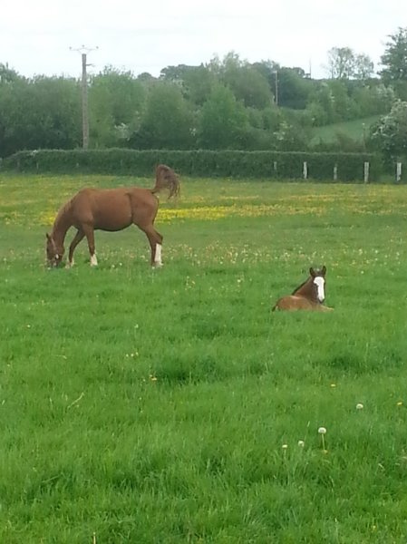 Haras de Fligny Earl - photo 2