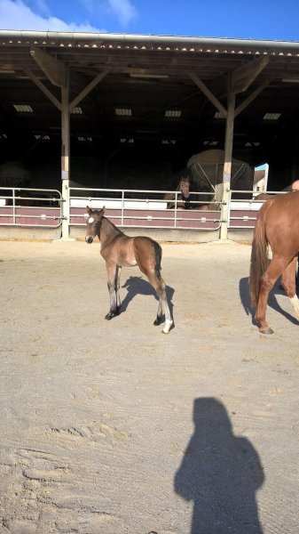 Haras de Fligny Earl - photo 3