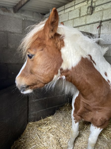 Les Ecuries de la Chapelle - photo 2
