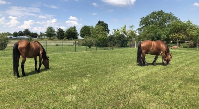 Effusion Hippique - photo 2