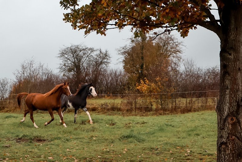 Les Ecuries de Mussy-Paradis
