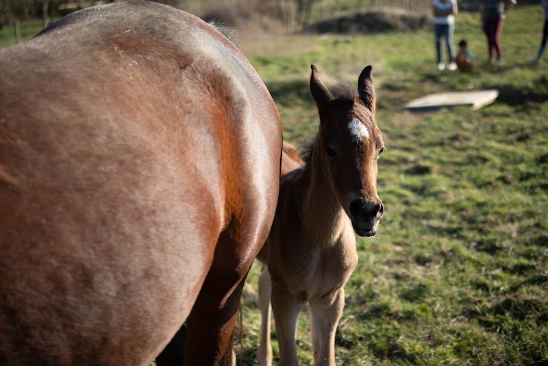 Les Ecuries de Mussy-Paradis - photo 2