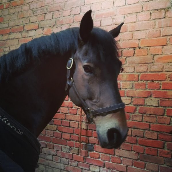 Les Ecuries du Gard - photo 2