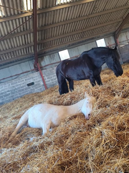 L'Ecrin de Liberté - Ecurie Active - photo 2