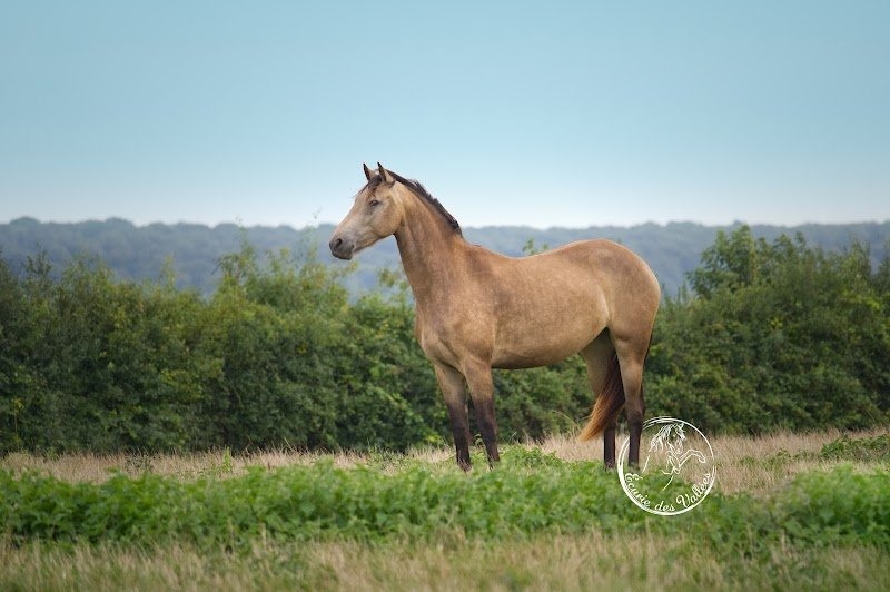 Écurie des Vallées