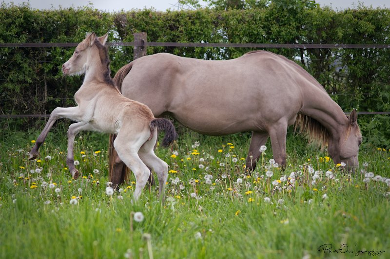 Écurie des Vallées - photo 2