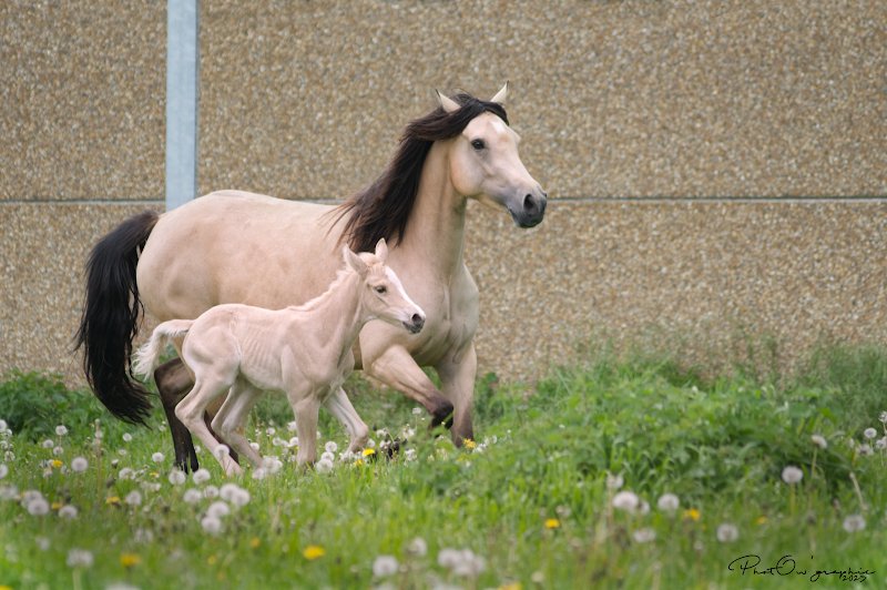 Écurie des Vallées - photo 3