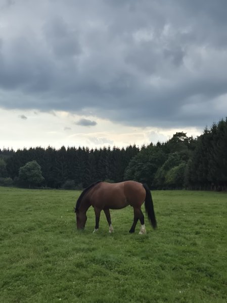 Ecurie des Iles - photo 3