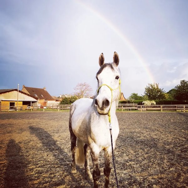 Ecurie du Préhaut - photo 2