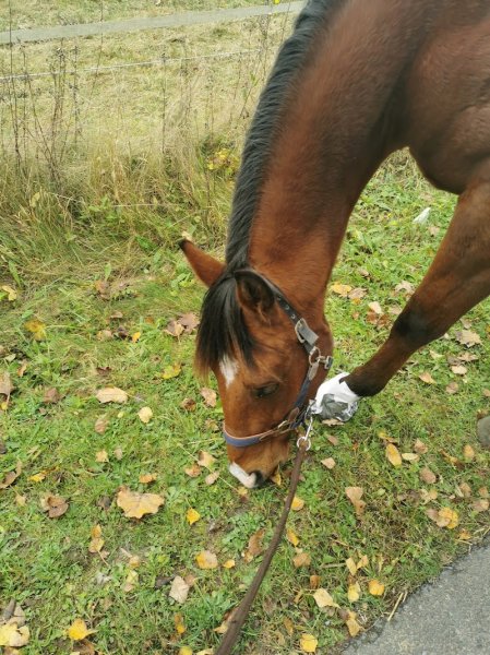 Ecurie du Préhaut - photo 3