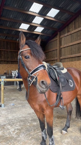 Écuries du Pas Saint-Martin - photo 2