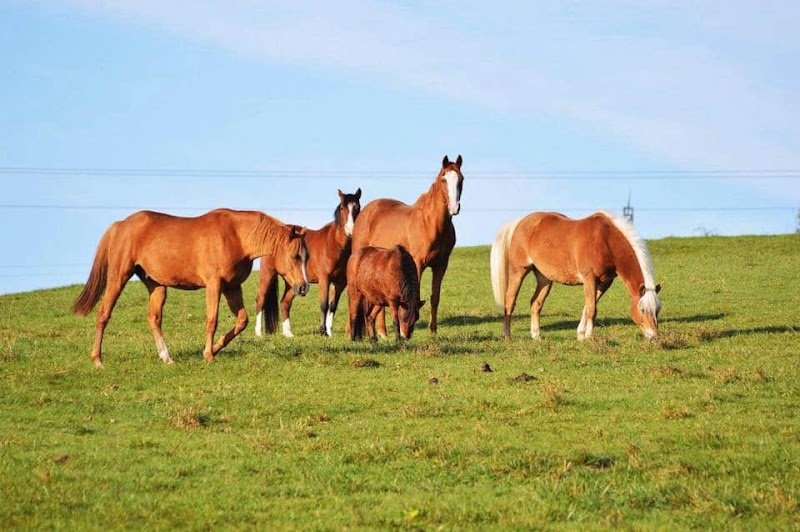 Écuries d'Impy - photo 1
