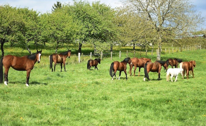 Écuries d'Impy - photo 2