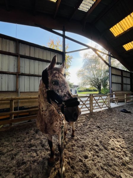 Centre équestre René Dujardin 🐎 - photo 2