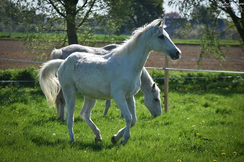 Ecurie des Weppes - photo 3