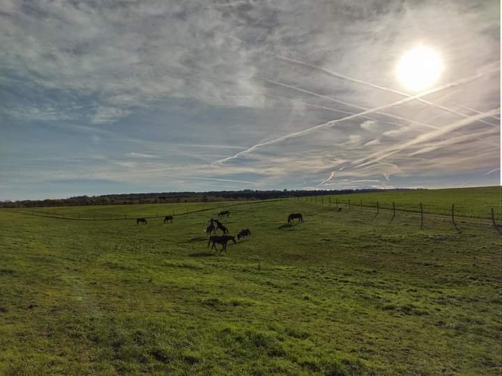 Pension retraite pour chevaux - Ferme Saint Amand - photo 1