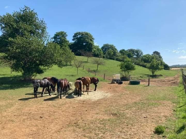 Pension retraite pour chevaux - Ferme Saint Amand - photo 2