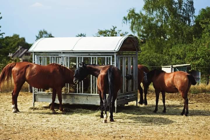 Pension retraite pour chevaux - Ferme Saint Amand - photo 3