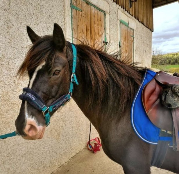 Ferme Equestre LE RUPT