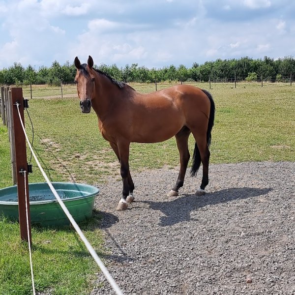 Les Ecuries du Warchet - photo 2