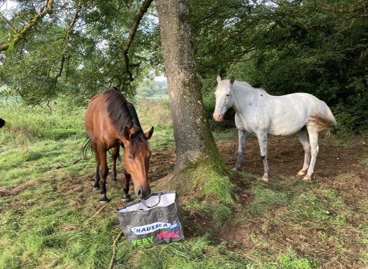 Ecurie de Blettange - photo 2