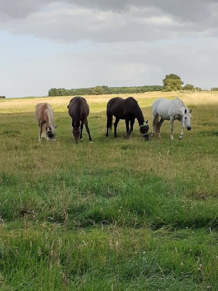 Ecurie de Lège - photo 1