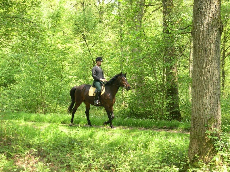 Ecurie de Lège - photo 2