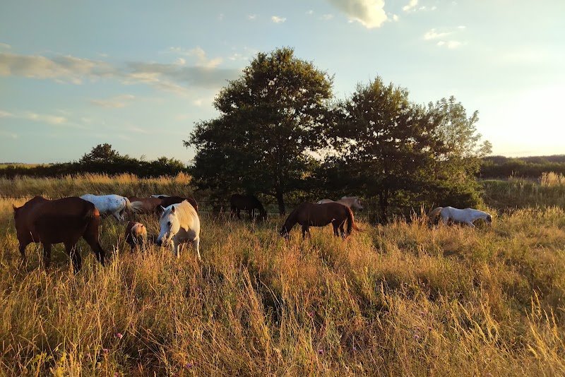 Ecurie sans souci - photo 2