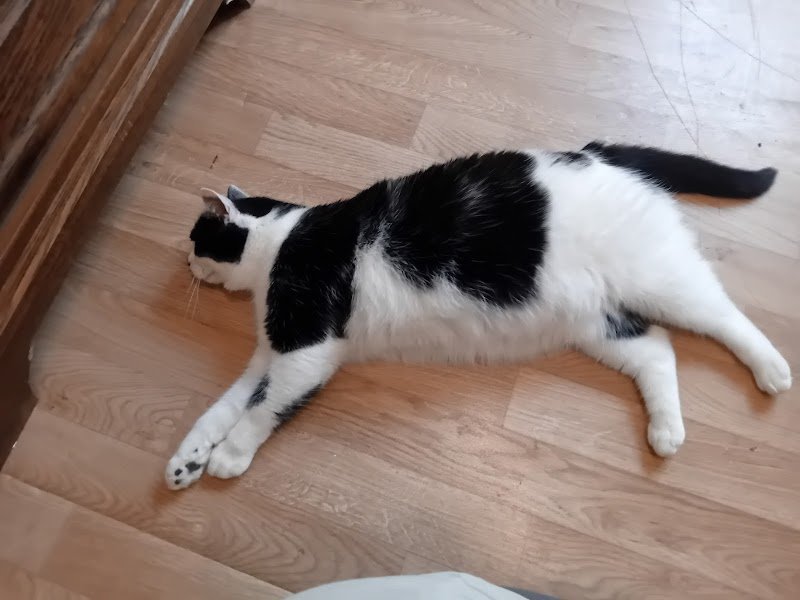 Suztakowski Émilie pension féline