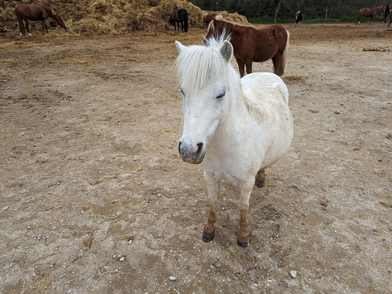 Les écuries de Payns - photo 3