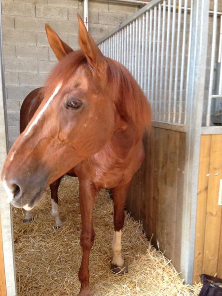 Centre Equestre de La Rivière-de-Corps - photo 1