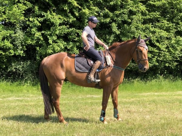Haras du chene d'argent - photo 1