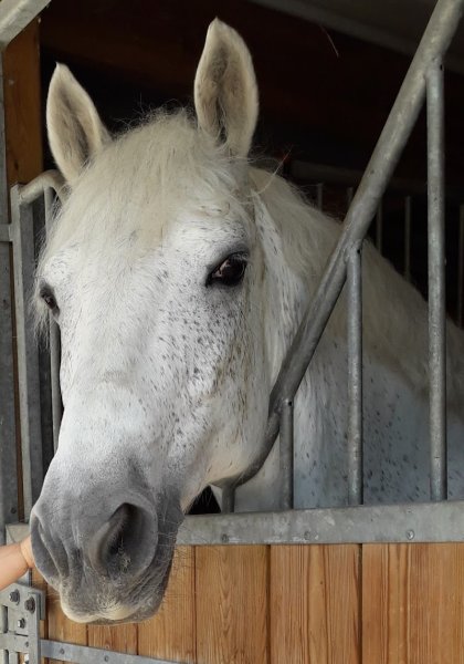 Les Ecuries du Vieux Moulin - photo 1