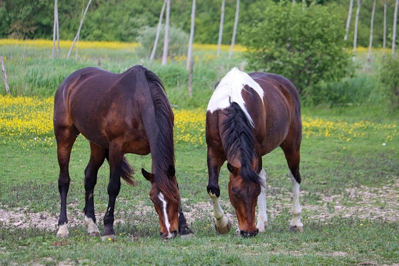 Ecurie Dlp - photo 1