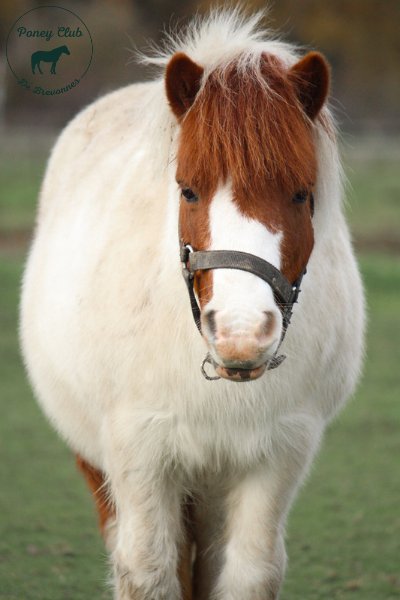 Poney Club De Brevonnes - photo 1