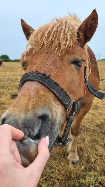 Poney Club De Brevonnes - photo 2