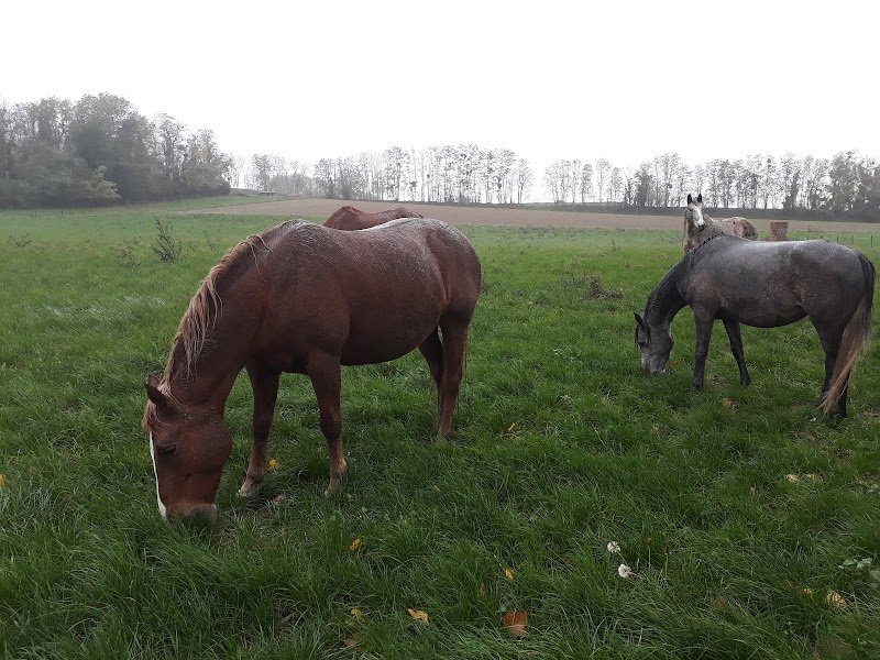 Ecuries des Marais EARL - photo 1