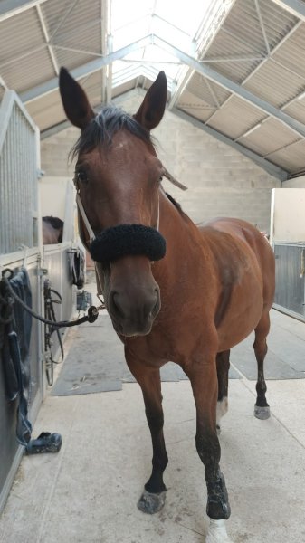 Écuries de Montier en Der - photo 1