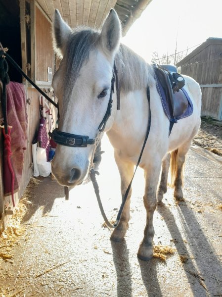 CENTRE EQUESTRE DE L ODYSSEE - photo 1