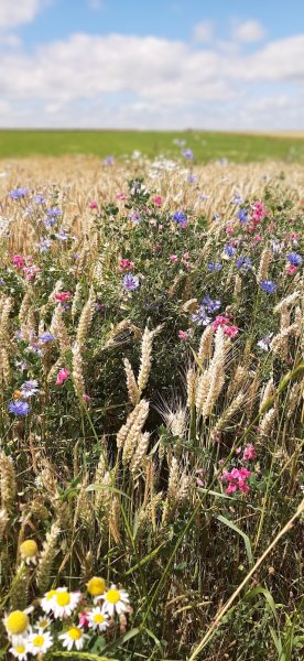 CENTRE EQUESTRE DE PONCET
