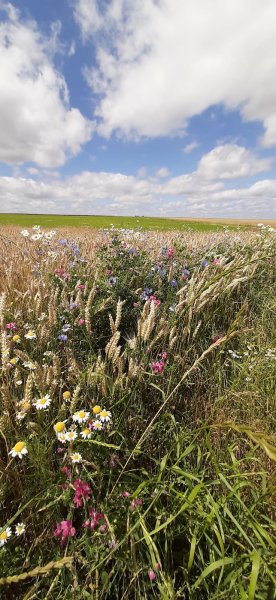 CENTRE EQUESTRE DE PONCET - photo 2