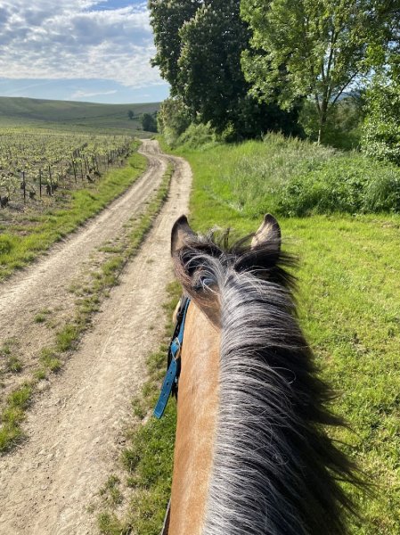 Champ à Cheval - photo 3