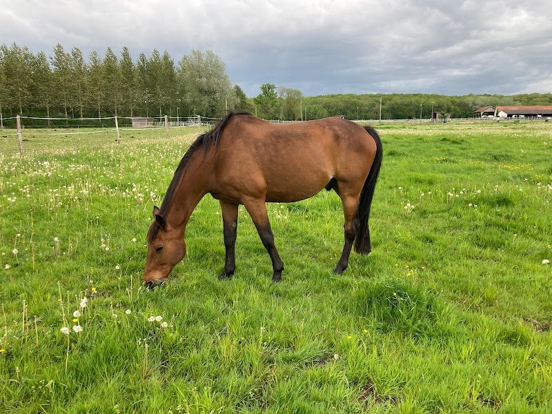 Ecuries du Maupas - photo 1